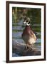 Wood Duck-Ken Archer-Framed Photographic Print