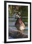 Wood Duck-Ken Archer-Framed Photographic Print