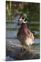 Wood Duck-Ken Archer-Mounted Photographic Print