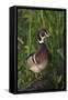 Wood Duck-Ken Archer-Framed Stretched Canvas