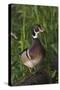 Wood Duck-Ken Archer-Stretched Canvas