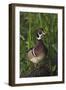 Wood Duck-Ken Archer-Framed Photographic Print