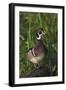 Wood Duck-Ken Archer-Framed Photographic Print