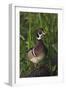 Wood Duck-Ken Archer-Framed Photographic Print