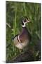 Wood Duck-Ken Archer-Mounted Photographic Print