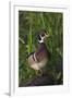 Wood Duck-Ken Archer-Framed Photographic Print