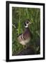 Wood Duck-Ken Archer-Framed Photographic Print