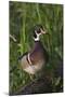 Wood Duck-Ken Archer-Mounted Photographic Print