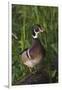 Wood Duck-Ken Archer-Framed Photographic Print