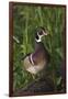 Wood Duck-Ken Archer-Framed Photographic Print