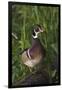 Wood Duck-Ken Archer-Framed Photographic Print