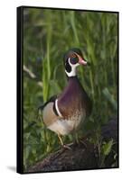 Wood Duck-Ken Archer-Framed Stretched Canvas