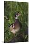 Wood Duck-Ken Archer-Stretched Canvas