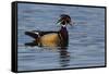 Wood Duck-Ken Archer-Framed Stretched Canvas