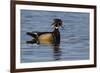 Wood Duck-Ken Archer-Framed Photographic Print