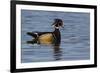 Wood Duck-Ken Archer-Framed Photographic Print