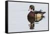 Wood Duck-Ken Archer-Framed Stretched Canvas