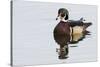 Wood Duck-Ken Archer-Stretched Canvas