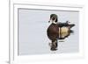 Wood Duck-Ken Archer-Framed Photographic Print