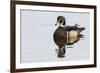 Wood Duck-Ken Archer-Framed Photographic Print