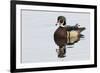 Wood Duck-Ken Archer-Framed Photographic Print