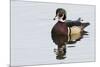 Wood Duck-Ken Archer-Mounted Photographic Print