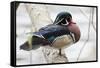 Wood Duck-Ken Archer-Framed Stretched Canvas