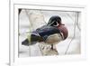 Wood Duck-Ken Archer-Framed Photographic Print