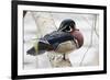 Wood Duck-Ken Archer-Framed Photographic Print