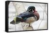 Wood Duck-Ken Archer-Framed Stretched Canvas