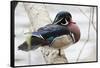 Wood Duck-Ken Archer-Framed Stretched Canvas