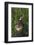 Wood Duck-Ken Archer-Framed Photographic Print