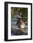 Wood Duck-Ken Archer-Framed Photographic Print