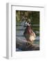 Wood Duck-Ken Archer-Framed Photographic Print