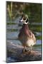 Wood Duck-Ken Archer-Mounted Photographic Print