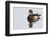 Wood Duck-Ken Archer-Framed Photographic Print