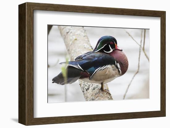 Wood Duck-Ken Archer-Framed Photographic Print