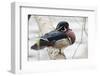 Wood Duck-Ken Archer-Framed Photographic Print