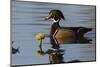 Wood Duck-Ken Archer-Mounted Photographic Print