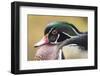 Wood duck-William Sutton-Framed Photographic Print