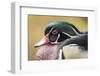 Wood duck-William Sutton-Framed Photographic Print