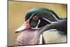 Wood duck-William Sutton-Mounted Photographic Print