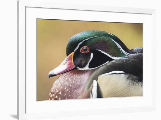 Wood duck-William Sutton-Framed Photographic Print
