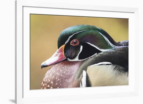 Wood duck-William Sutton-Framed Photographic Print