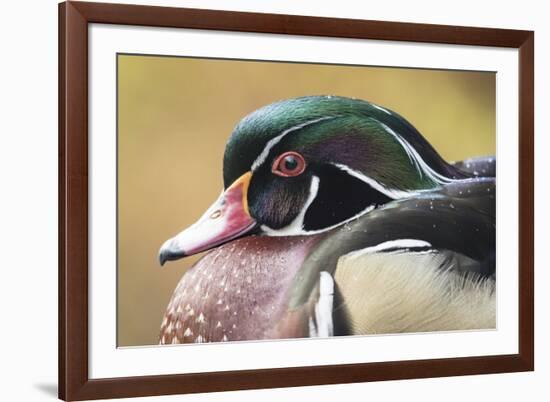 Wood duck-William Sutton-Framed Photographic Print