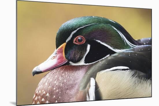 Wood duck-William Sutton-Mounted Photographic Print