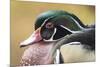 Wood duck-William Sutton-Mounted Photographic Print