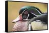 Wood duck-William Sutton-Framed Stretched Canvas