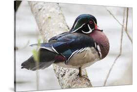 Wood Duck-Ken Archer-Stretched Canvas