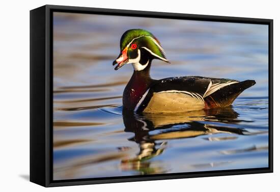 Wood Ducks (Aix Sponsa) Male in Pond-Larry Ditto-Framed Stretched Canvas